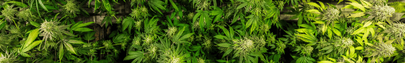 Cannabispflanzenanbau im Growtent